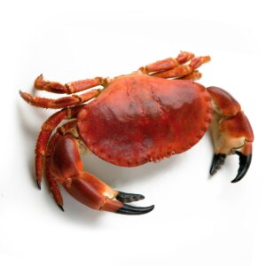 Buey de mar cocido 400-600